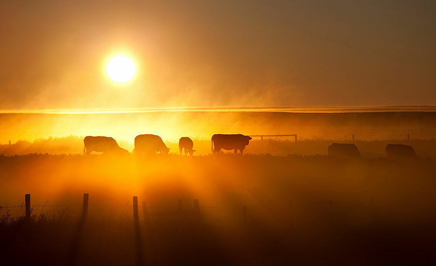 does-native-grass-grazing-affect-beef-quality-2016-08-05-national