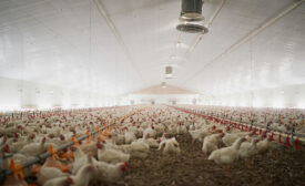 Chickens Inside Poultry Barn