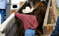 Rancher Loading Cattle