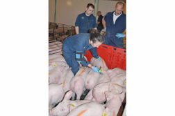 pork, pigs, pork supply chain