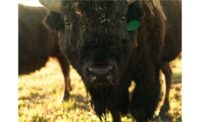 Closeup of Bison