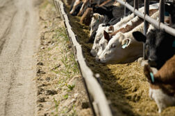 pre-harvest, food safety 