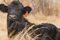 heifer, cattle, animal handling 