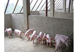 livestock, pigs