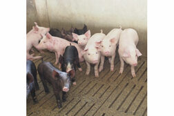 pork, pork processing