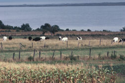 PASTURE AND ANIMALS