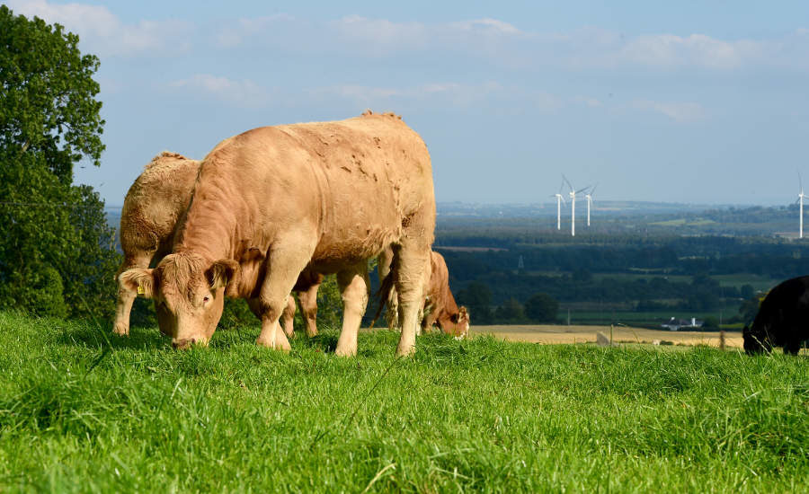 Irish beef is gaining a foothold in the U.S. market thanks to Bord Bia ...