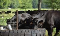 White Oak Pastures processing